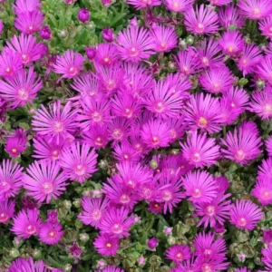 Hot Pink Ice Plant Live Starter Plants - Delosperma Cooperi - Set of 2, 3-6" Tall Succulent Groundcover - Image 1