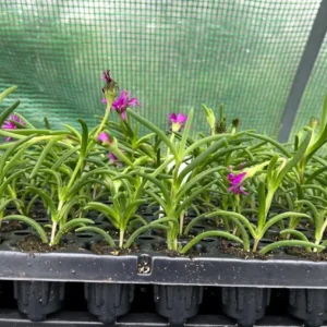 Hot Pink Ice Plant Live Starter Plants - Delosperma Cooperi - Set of 2, 3-6