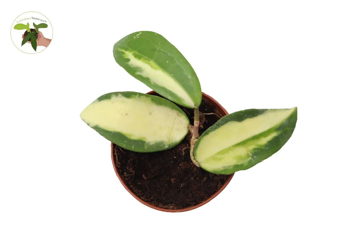 Hoya Acuta Inner Variegated Live Plant – 2.5 inch Pot – Indoor Houseplant - Image 2
