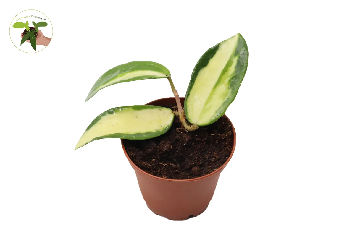 Hoya Acuta Inner Variegated Live Plant – 2.5 inch Pot – Indoor Houseplant - Image 1