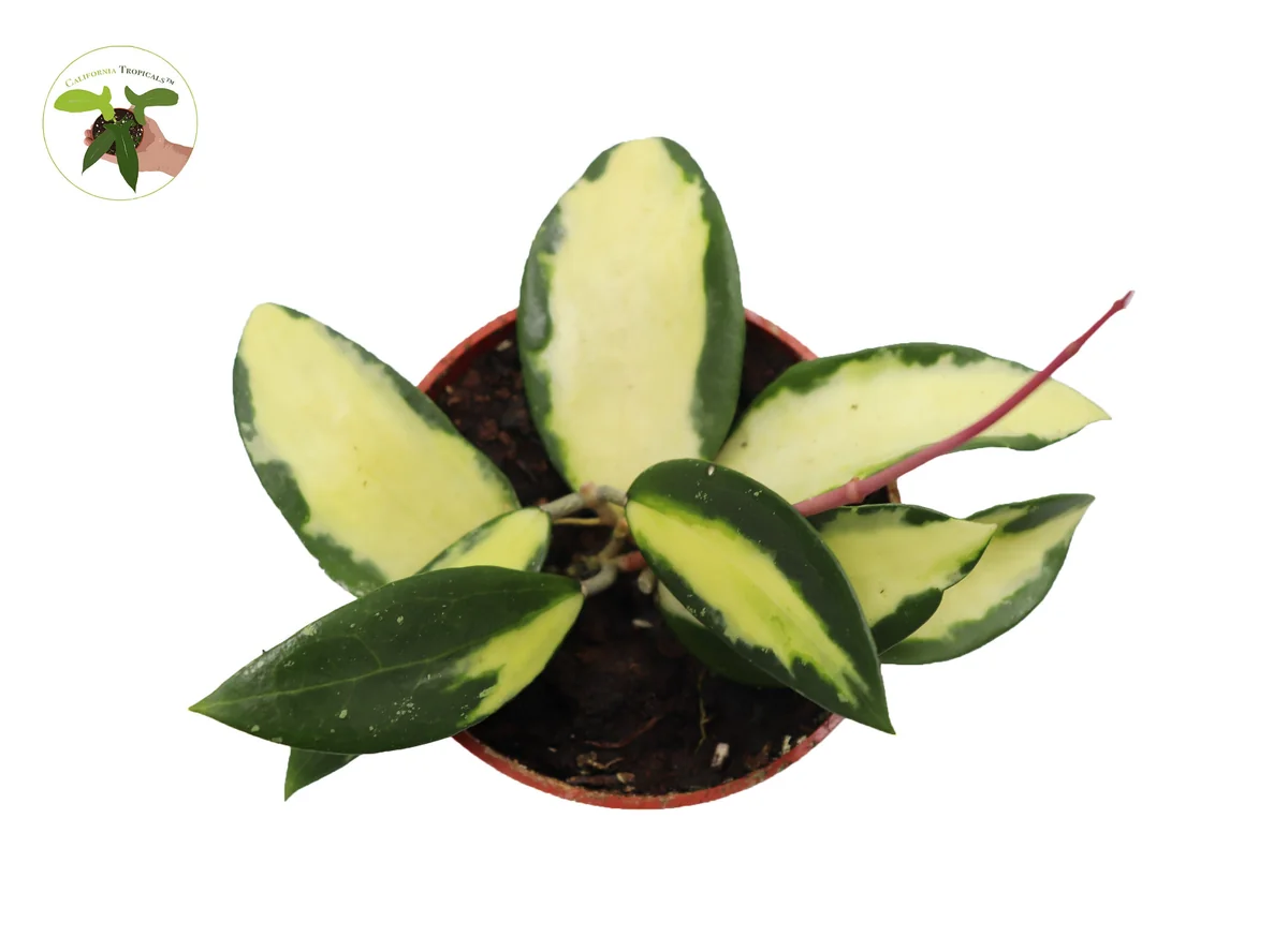 Hoya Acuta Inner Variegated Live Plant - 4 inch Nursery Pot - Indoor Houseplant - Image 2