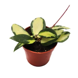 Hoya Acuta Inner Variegated Live Plant - 4 inch Nursery Pot - Indoor Houseplant - Image 1