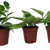 Hoya Assortment - 3 Pack Live Plants in 2-inch Pots - Indoor Wax Plants - Image 1