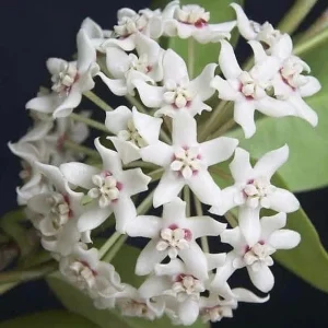 Hoya Australis Lisa Live Plant – 6 inch Pot – Indoor Vining Houseplant - Image 1