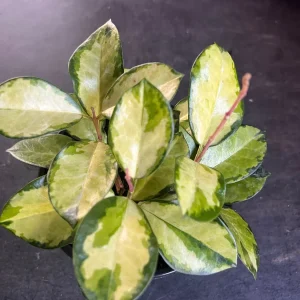 Hoya Australis Lisa Live Plant – 6 inch Pot – Indoor Vining Houseplant - Image 2