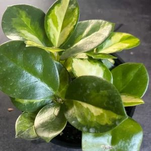 Hoya Australis Lisa Live Plant – 6 inch Pot – Indoor Vining Houseplant - Image 4