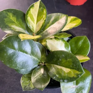 Hoya Australis Lisa Live Plant – 6 inch Pot – Indoor Vining Houseplant - Image 5