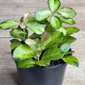 Hoya Australis Lisa Live Plant – 6 inch Pot – Indoor Vining Houseplant - Image 5