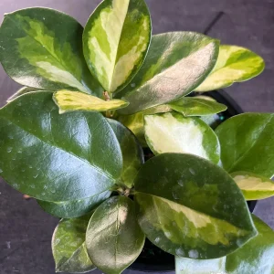 Hoya Australis Lisa Live Plant – 6 inch Pot – Indoor Vining Houseplant - Image 6