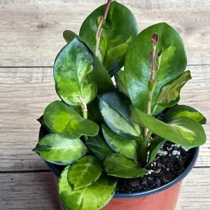 Hoya Australis Lisa Live Plant – 6 inch Pot – Indoor Vining Houseplant - Image 6