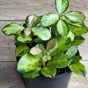 Hoya Australis Lisa Live Plant – 6 inch Pot – Indoor Vining Houseplant - Image 7