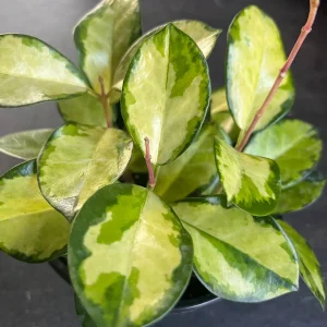 Hoya Australis Lisa Live Plant – 6 inch Pot – Indoor Vining Houseplant - Image 8