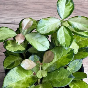 Hoya Australis Lisa Live Plant – 6 inch Pot – Indoor Vining Houseplant - Image 8