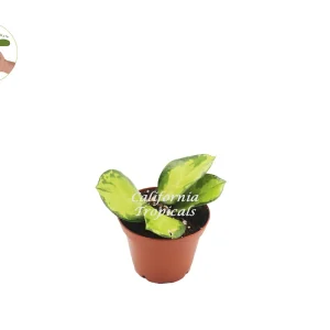 Hoya Australis Lisa Live Plant - Rare Variegated Hoya - 2.5 inch Pot - Indoor - Image 1