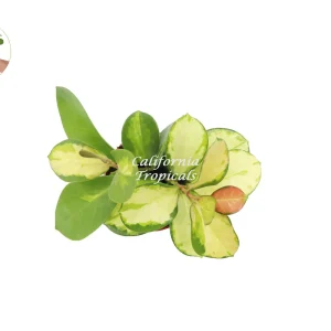 Hoya Australis Lisa Live Plant – Rare Variegated Hoya – 4 inch Pot – Indoor Houseplant - Image 2