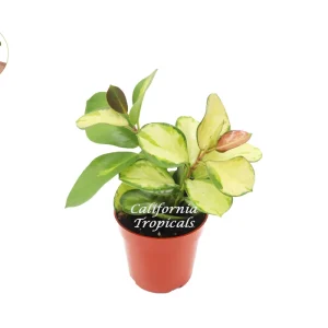 Hoya Australis Lisa Live Plant – Rare Variegated Hoya – 4 inch Pot – Indoor Houseplant - Image 1