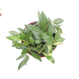 Hoya Burtoniae Live Plant – 6 Inch Potted Hoya – Indoor Houseplant - Image 2