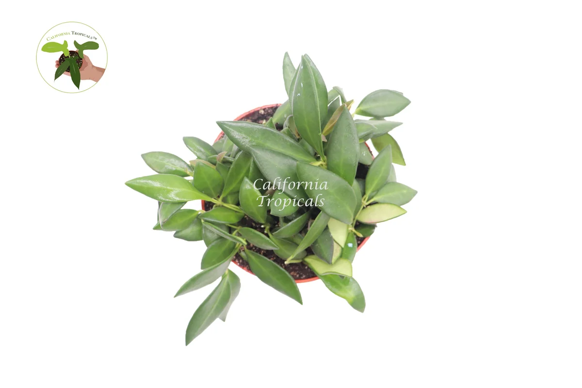 Hoya Burtoniae Live Plant – 6 Inch Potted Hoya – Indoor Houseplant - Image 2