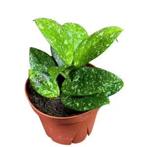 Hoya Carnosa Freckled Splash Live Plant - 4 inch Grow Pot - Rare Indoor Houseplant - Image 2