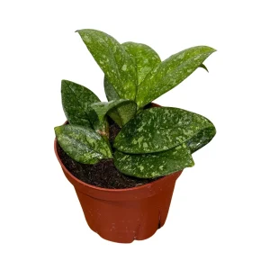 Hoya Carnosa Freckled Splash Live Plant - 4 inch Grow Pot - Rare Indoor Houseplant - Image 3