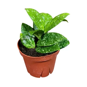 Hoya Carnosa Freckled Splash Live Plant - 4 inch Grow Pot - Rare Indoor Houseplant - Image 4