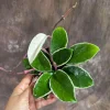 Hoya Carnosa Krimson Queen Live Plant – 4 inch Grow Pot – Tricolor Variegated Hoya – Indoor Houseplant - Image 1