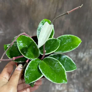 Hoya Carnosa Krimson Queen Live Plant – 4 inch Grow Pot – Tricolor Variegated Hoya – Indoor Houseplant - Image 2