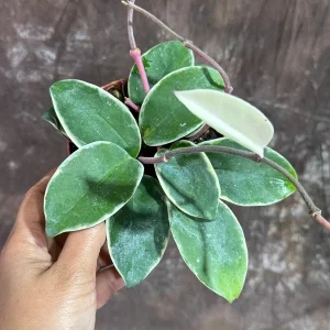 Hoya Carnosa Krimson Queen Live Plant – 4 inch Grow Pot – Tricolor Variegated Hoya – Indoor Houseplant - Image 3