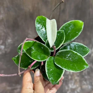Hoya Carnosa Krimson Queen Live Plant – 4 inch Grow Pot – Tricolor Variegated Hoya – Indoor Houseplant - Image 6