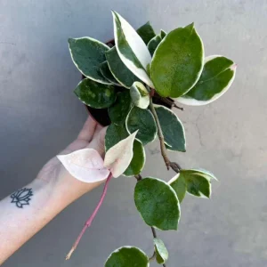 Hoya Carnosa 'Krimson Queen' Live Plant – Tricolor Variegated Hoya – 4 inch Pot – Indoor - Image 2