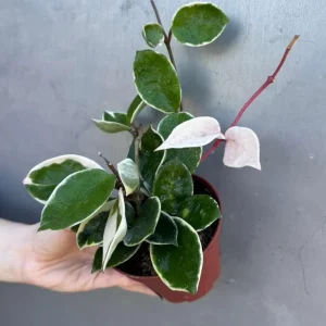 Hoya Carnosa 'Krimson Queen' Live Plant – Tricolor Variegated Hoya – 4 inch Pot – Indoor - Image 3