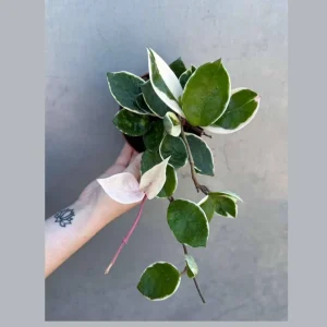 Hoya Carnosa 'Krimson Queen' Live Plant – Tricolor Variegated Hoya – 4 inch Pot – Indoor - Image 1