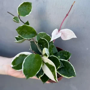 Hoya Carnosa 'Krimson Queen' Live Plant – Tricolor Variegated Hoya – 4 inch Pot – Indoor - Image 7