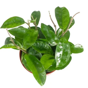 Hoya Carnosa Krinkle Wax Live Plant – 4 inch Pot – Indoor Succulent - Image 2