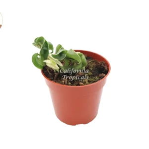 Hoya Compacta Variegata Hindu Rope Live Plant - 4 inch Pot - Indoor - Image 1