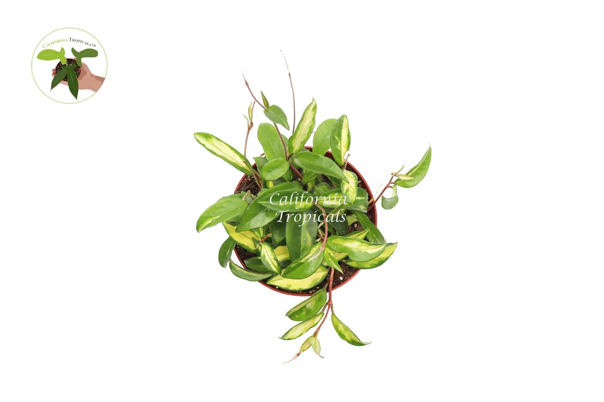 Hoya Crimson Princess Live Plant – 6 inch Pot – Indoor Trailing Houseplant - Image 2