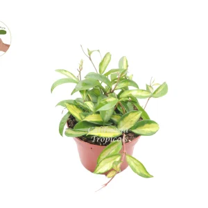 Hoya Crimson Princess Live Plant – 6 inch Pot – Indoor Trailing Houseplant - Image 1