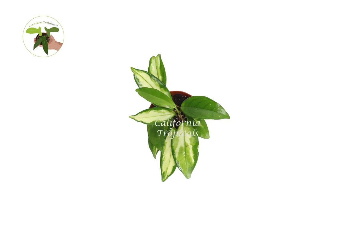 Hoya Crimson Princess Live Plant – Variegated Houseplant – 2.5 Inch Pot - Image 2