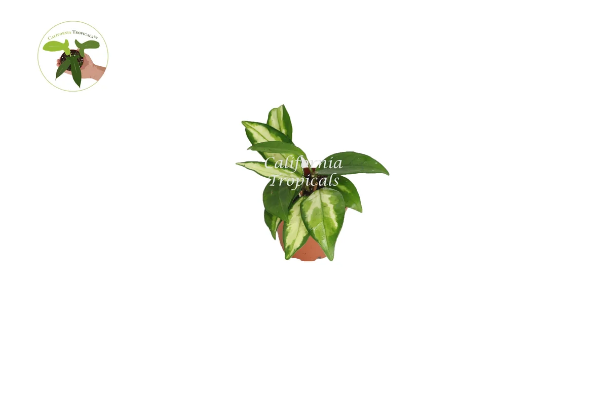 Hoya Crimson Princess Live Plant – Variegated Houseplant – 2.5 Inch Pot - Image 1