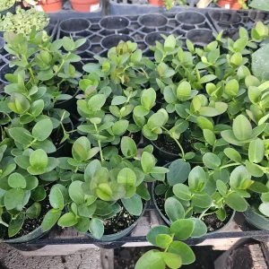 Hoya Cunninghamia Live Plant – 2in or 4in Pot – Indoor Trailing Houseplant - Image 2