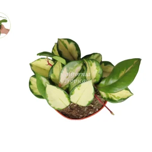 Hoya Exotica 'Tricolor' Live Plant - Vibrant Variegated Wax Plant, 4 inch Pot, Indoor - Image 2