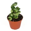 Hoya Hindu Rope Live Plant - 2.5" Potted Succulent - Indoor - Image 1