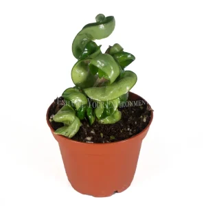 Hoya Hindu Rope Live Plant - 2.5