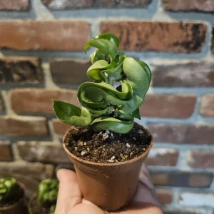 Hoya Hindu Rope Plant - Carnosa Compacta Green Live Plant - 3in or 4in Pot - Indoor - Image 2