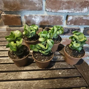 Hoya Hindu Rope Plant - Carnosa Compacta Green Live Plant - 3in or 4in Pot - Indoor - Image 6