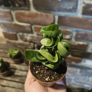 Hoya Hindu Rope Plant - Carnosa Compacta Green Live Plant - 3in or 4in Pot - Indoor - Image 7