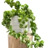Hoya Hindu Rope Plant - Hoya Compacta Live Houseplant - 3 inch Pot - Image 1