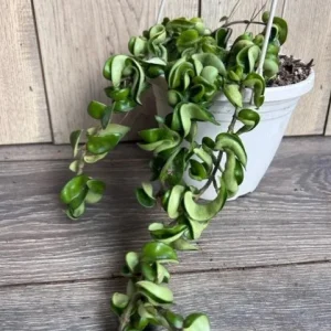 Hoya Hindu Rope Plant - Live Krinkle Kurl Hoya in 6