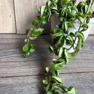 Hoya Hindu Rope Plant - Live Krinkle Kurl Hoya in 6