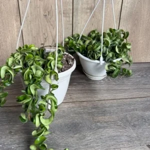Hoya Hindu Rope Plant - Live Krinkle Kurl Hoya in 6